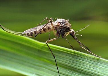 Expert Advice on Mosquito Borne Diseases | Odomos Protect Blogs