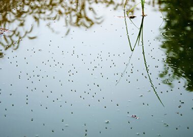 What are the Different Types of Mosquitoes? 