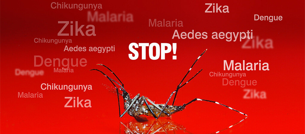 Learn About Diseases Transmitted by Mosquito Bites